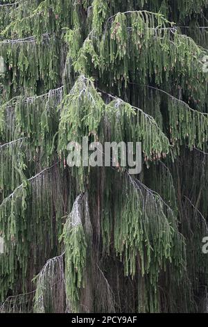 Weeping spruce, Picea abies f. pendula Stock Photo