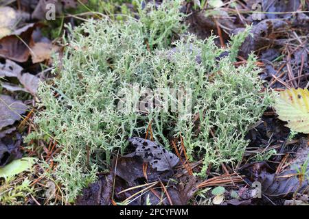 Cladonia crispata, commonly known as organ-pipe lichen, cup-bearing lichens from Finland Stock Photo