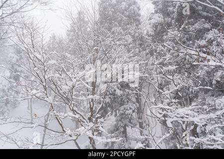 Snow covered trees in Japan Stock Photo