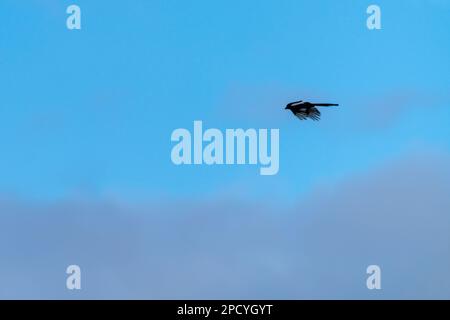 Magpie flying through the sky with clouds and blue sky Stock Photo