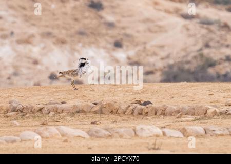 courtship display of a male MacQueen's bustard (Chlamydotis macqueenii) الحُبَارَى الآسِيَوِيّ is a large bird in the bustard family. It is native to Stock Photo