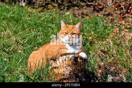 Ginger Cat resting on a tree stump in the Spring sunshine Stock Photo