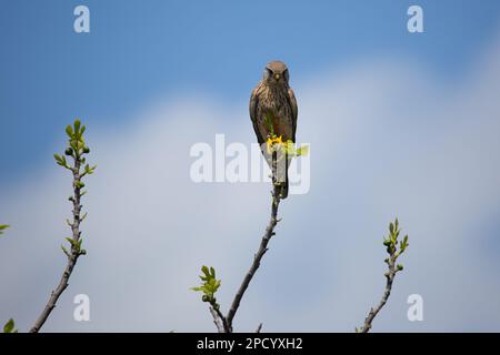 The common kestrel (Falco tinnunculus) is a bird of prey species belonging to the kestrel group of the falcon family Falconidae. It is also known as t Stock Photo