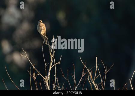 The common kestrel (Falco tinnunculus) is a bird of prey species belonging to the kestrel group of the falcon family Falconidae. It is also known as t Stock Photo