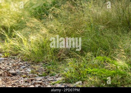 grey francolin or grey partridge or Francolinus pondicerianus in green grass during safari in forest or national park of india asia Stock Photo