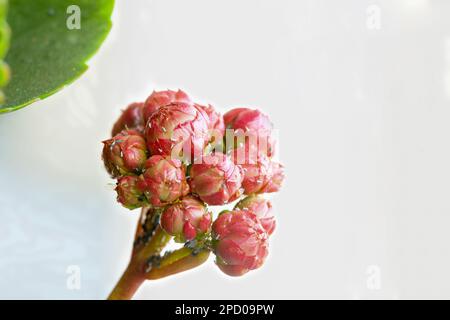 Different pests on the buds of a succulent plant. Stock Photo