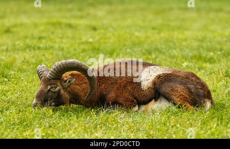 An adult male European mouflon with large horns laying in the grass and resting. Closeup, no people, no AI. Stock Photo