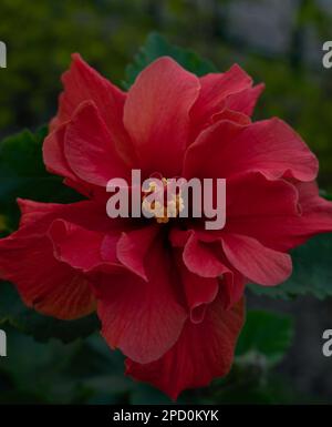 Hibiscus Flower Panchamukhi Jaba in full bloom Landscape Photography Stock Photo