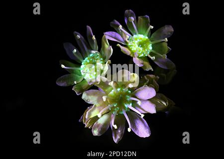 Fluorescent flowers of Norway maple  Acer platanoides, photographed in ultraviolet light (365 nm) Stock Photo