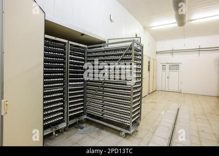 Chicken Eggs in Incubator Stock Photo