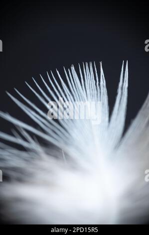 Extreme close-up photo of a white feather. Macro photography. Stock Photo