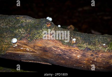 Small white mushrooms growing on dead tree branch Stock Photo