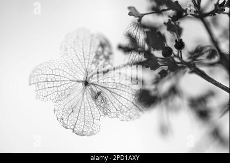 Wilted hydrangea blossom, leaf veins, black and white Stock Photo