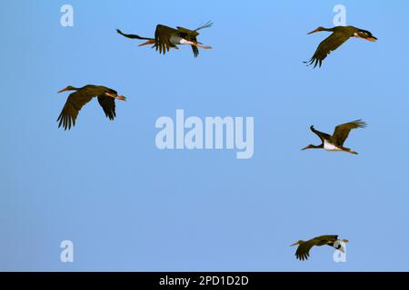 black stork (Ciconia nigra) in flight. The Black Stork (Ciconia nigra) is a large wading bird in the stork family Ciconiidae. It is a widespread, but Stock Photo