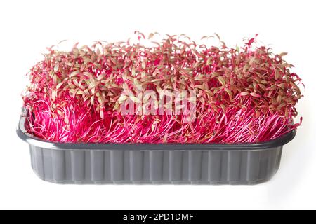 Organic Amaranth microgreens, red garnet or Chinese spinach. Seed germination at home isolated on white background. Horizontal Stock Photo