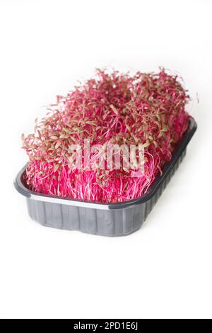 Healthy Food Microgreens amaranth in a container closeup isolated on a white background. Vertical Stock Photo