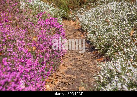 A path through blooming heather flowers in Isabella Plantation, a woodland garden in Richmond Park in London Stock Photo