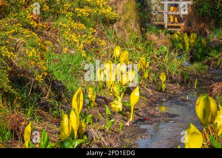 Yellow skunk cabbage (swamp lantern) next to a stream flowing through Isabella Plantation, a woodland garden in Richmond Park in south west London Stock Photo