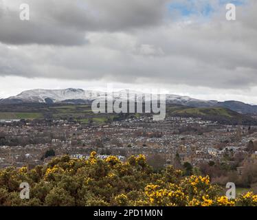 Cold and cloudy in Holyrood Park, Edinburgh, Scotland, UK. 14th March 2023. Temperature of 5 degrees centigrade with wind chill making the real feel of 0 degrees. Pictured: Gorse bushes in the foreground with Pentlands Hills in the background with a covering of snow.  Credit: Archwhite/alamy live news. Stock Photo