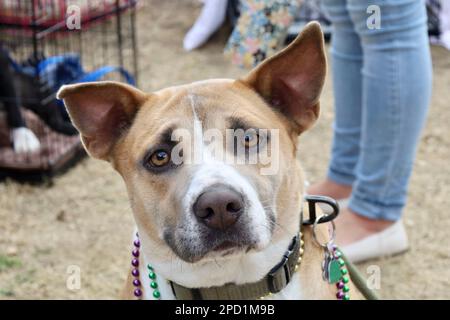 Empress Resin Bead Collar – Hypnotic Dog