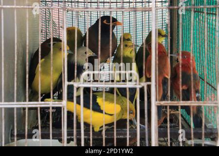 Caged Birds for sale for the pet trade Photographed in Hoi An, Vietnam Stock Photo