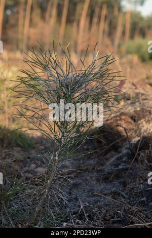 Pine seedling planted in the forest, young forest. Stock Photo