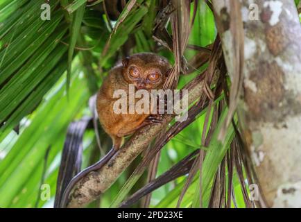 Philippine tarsier: shy primate commits suicide when stressed in captivity. Bohol island, Philippines nature wildlife, endangered species protection Stock Photo