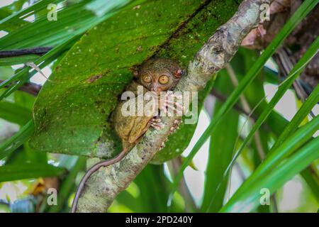 Philippine tarsier: shy primate commits suicide when stressed in captivity. Bohol island, Philippines nature wildlife, endangered species protection Stock Photo