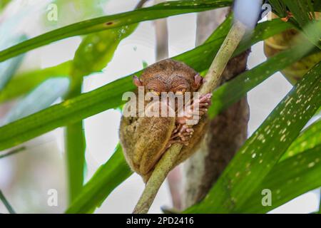 Philippine tarsier: shy primate commits suicide when stressed in captivity. Bohol island, Philippines nature wildlife, endangered species protection Stock Photo