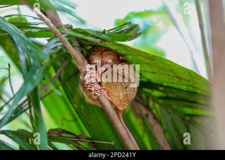 Philippine tarsier: shy primate commits suicide when stressed in captivity. Bohol island, Philippines nature wildlife, endangered species protection Stock Photo