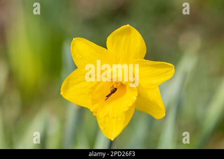 Small English hoverfly feeding on a Daffodil, Narcissus flower Stock Photo