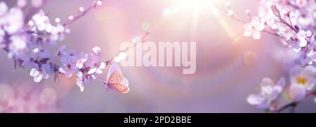 Panoramic Design of Flowering Cherry Branches and Fly Butterfly on a Sunny Spring Garden Background with copy space: Easter Springtime Concept Stock Photo