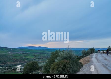 Sheep in a small Moroccan mountain town Stock Photo