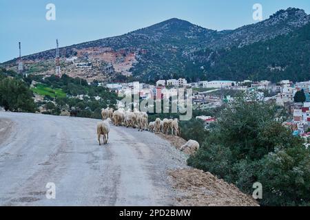 Sheep in a small Moroccan mountain town Stock Photo