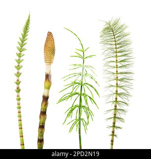 Horsetail set isolated  on white background Stock Photo