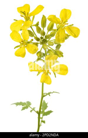 Mustard plant with flowers isolated on white background Stock Photo