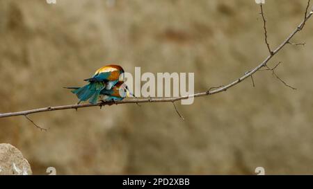 Colorful Bee Eater in the Danube Delta Stock Photo