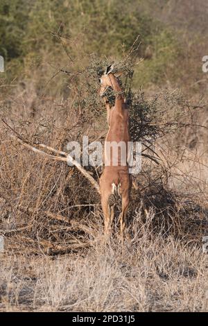 Female gerenuk (Litocranius walleri). Standing on the hind two legs allows the species to browse higher than other antelopes, but lower than giraffe. Stock Photo