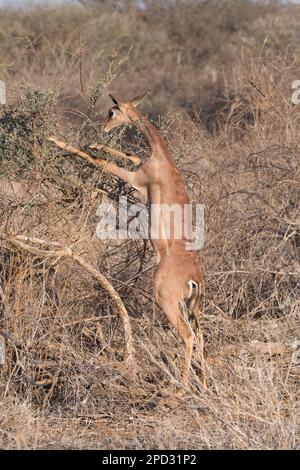 Female gerenuk (Litocranius walleri). Standing on the hind two legs allows the species to browse higher than other antelopes, but lower than giraffe. Stock Photo