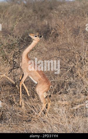 Female gerenuk (Litocranius walleri) returning to four legs, having fed on standing on the hind two to reach for higher browse Stock Photo