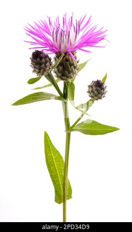 Short fringed knapweed   flower isolated on white background Stock Photo