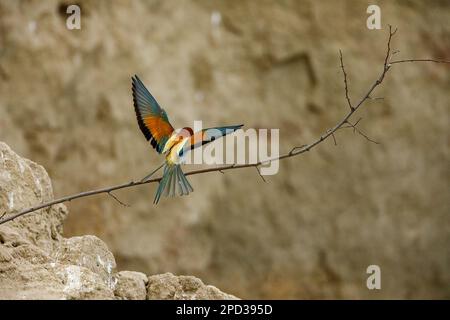 Colorful Bee Eater in the Danube Delta Stock Photo