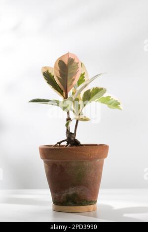 Ficus elastica or Indian rubber plant in clay pot. Stock Photo
