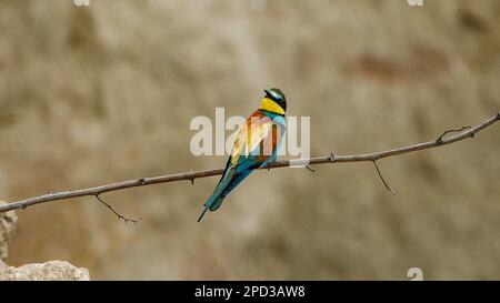 Colorful Bee Eater in the Danube Delta Stock Photo