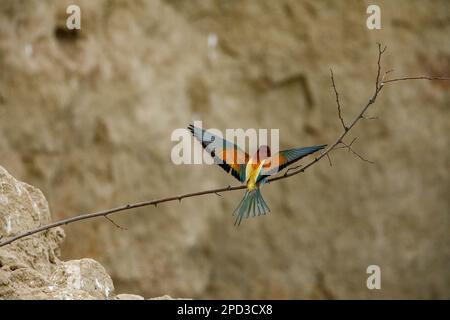 Colorful Bee Eater in the Danube Delta Stock Photo