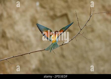 Colorful Bee Eater in the Danube Delta Stock Photo