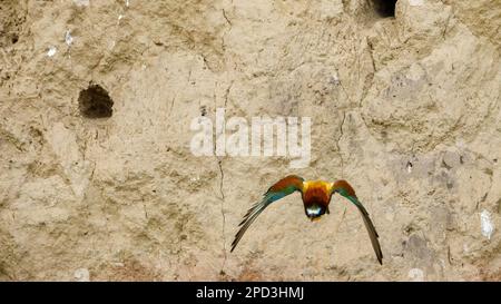 Colorful Bee Eater in the Danube Delta Stock Photo