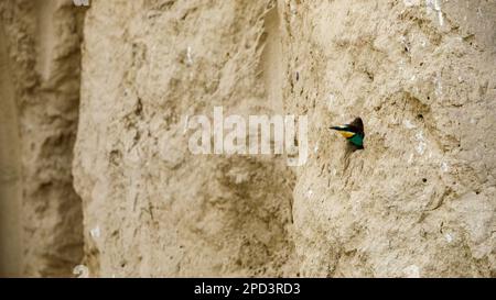 Colorful Bee Eater in the Danube Delta Stock Photo