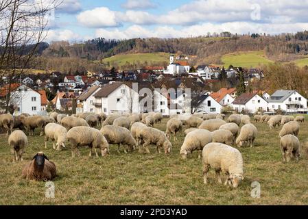 A flock of white sheep grazing in a meadow in the foreground of a small village. Ottenbach, Germany. Stock Photo