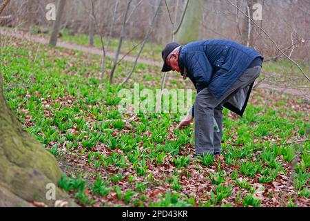 Quedlinburg, Germany. 14th Mar, 2023. A man collects wild garlic in a landscape park. Wild garlic grows in large quantities in a landscape park on the Brühl in the Harz town of Quedlinburg. The plant is related to chives, onions and garlic. Harvesting the plant is allowed only in the size of a hand bouquet. Wild garlic is one of the first wild herbs in early spring that can be collected. Credit: Matthias Bein/dpa/ZB/dpa/Ģ����ý Live News Stock Photo